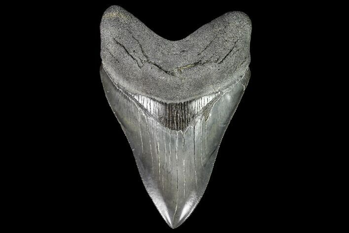 Serrated, Fossil Megalodon Tooth - Georgia #111514